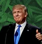 polymarket Trump EO easing access or decriminalizing weed by Friday?